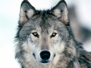 Il lupo è forse il più emblematico fra gli animali da sempre considerati "cattivi"