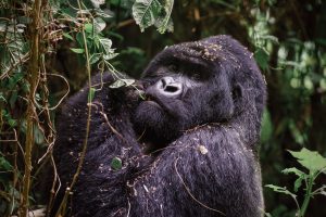 Silverback Mountain Gorilla