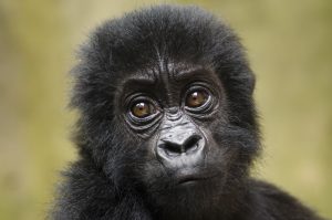 FILE - In this Saturday, Sept. 15, 2012 file photo released by Virunga National Park, a baby Grauer's gorilla that had been poached from Kahuzi-Biega National Park is seen at the Senkwekwe Orphan Gorilla Center at Virunga National Park in eastern Congo. Twenty-five species of monkeys, langurs, lemurs and gorillas are on the brink of extinction and need global action to protect them from increasing deforestation and illegal trafficking, researchers said Monday, Oct. 15, 2012. (AP Photo/Virunga National Park, LuAnne Cadd, File) EDITORIAL USE ONLY