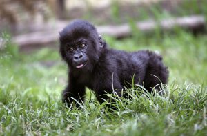 GOMA, CONGO - JULY 18: Four-month-old lowland gorilla Tumaini learns to walk July 18, 2006 at the Diane Fossey gorilla center in Goma, in the eastern Democratic Republic of Congo. Tumaini, which means "hope" in the Kiswili language, was rescued from poachers two months ago and arrived to the center in poor health. She and other gorillas are cared for by gorilla specialists trying to preserve the dwindling population of great apes in Congo. (Photo by John Moore/Getty Images)