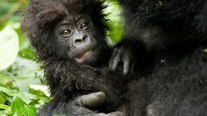 Gorilla beringei juv.4