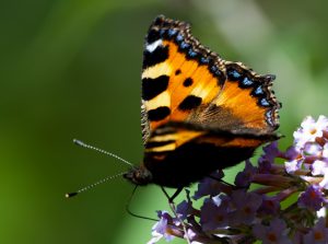 Aglais urticae-7
