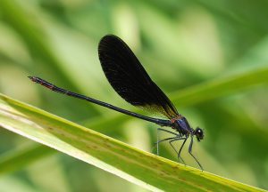 Calopteryx virgo (maschio)