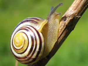Cepaea nemoralis