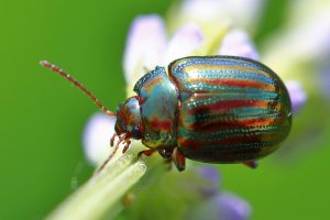 Chrysolina americana