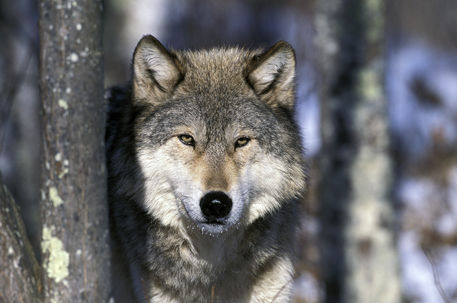 North America, USA, Minnesota. Wolf (Canis lupus)