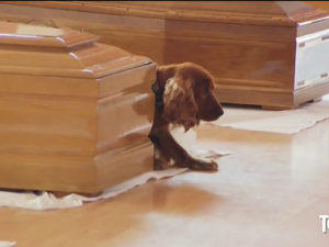 il cane nella camera ardente nella palestra ad Ascoli Piceno