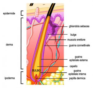 follicoli-piliferi-capelli-1