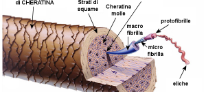 struttura-del-capello-600x270