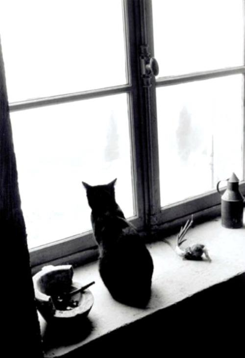a-black-cat-in-gordes-france-from-la-chanson-du-chat-1957a