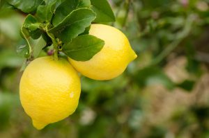Two ripe lemons hanging on a tree branch