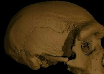 Studiato antico teschio